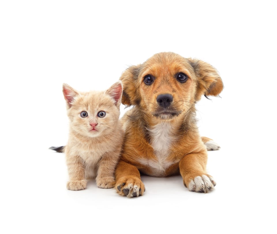 Junge Katze und Welpe nebeneinander